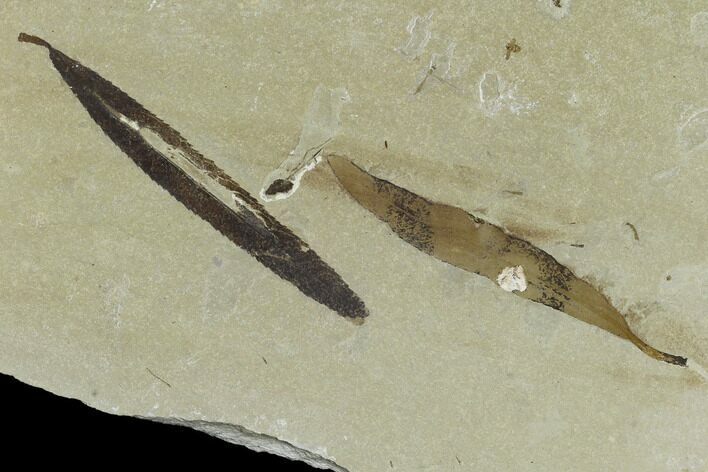Two Fossil Willow Leaves (Salix) - Green River Formation, Utah #117969